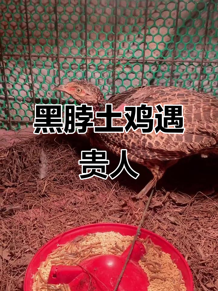 贵州黑脖野鸡现身，贵妃老母鸡带来惊喜