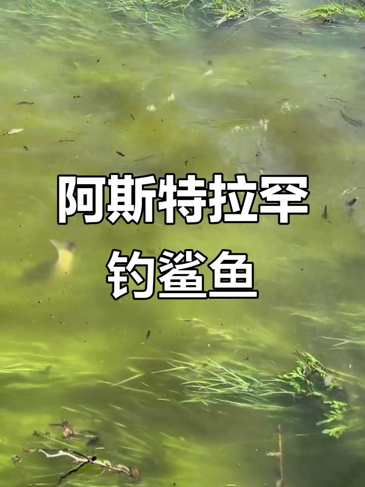 俄罗斯阿斯特拉罕野生钓鱼大冒险,鲨鱼和李子鲫鱼疯狂来袭