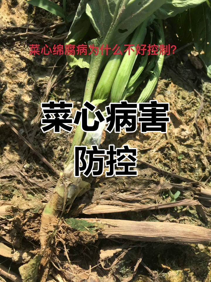 菜心病害频发,选对品种、合理管理是关键!