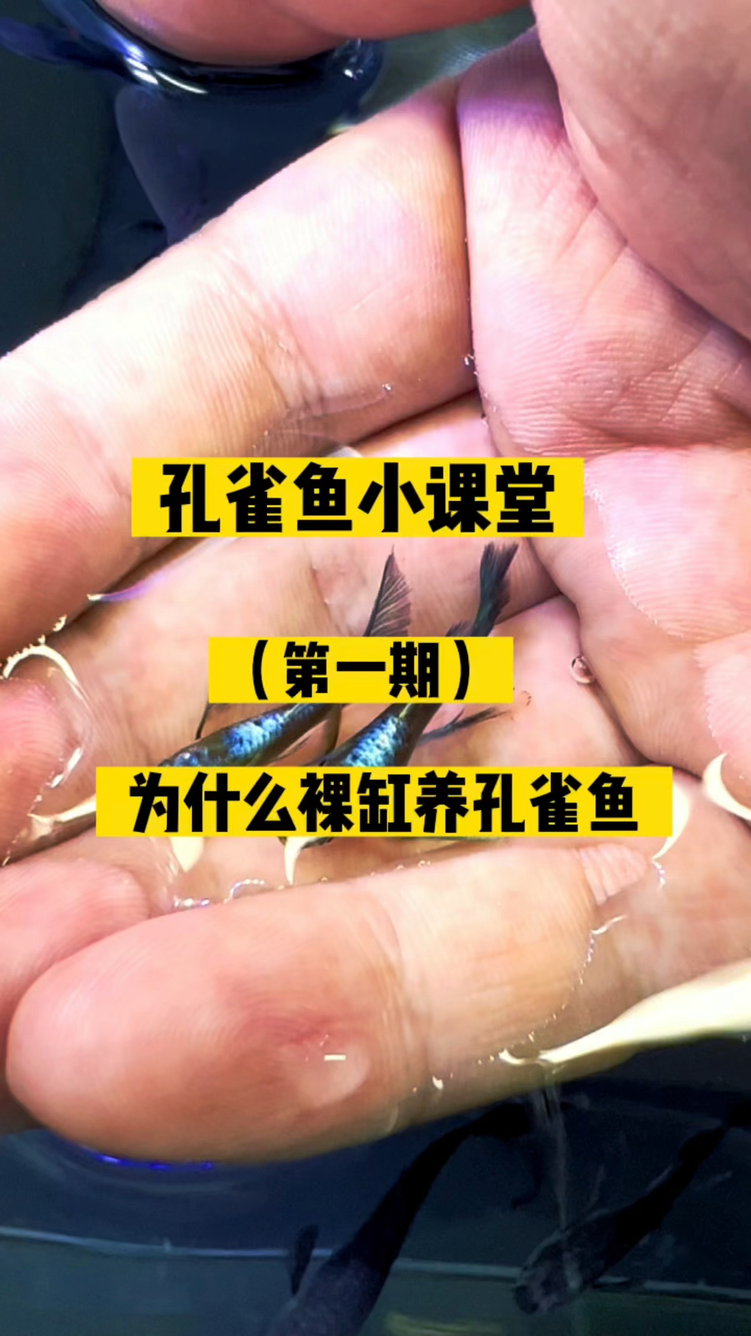 为什么要裸缸养孔雀鱼