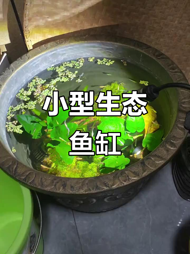 生态鱼缸:迷你自然,轻松养水草与小鱼