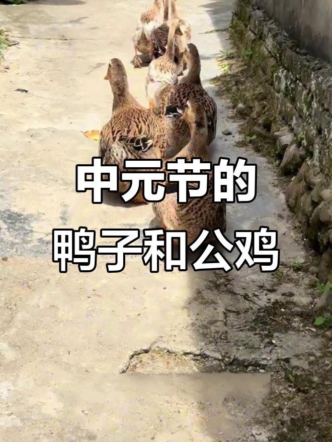 7月谈中元节:为什么要吃鸭子?背后有深意