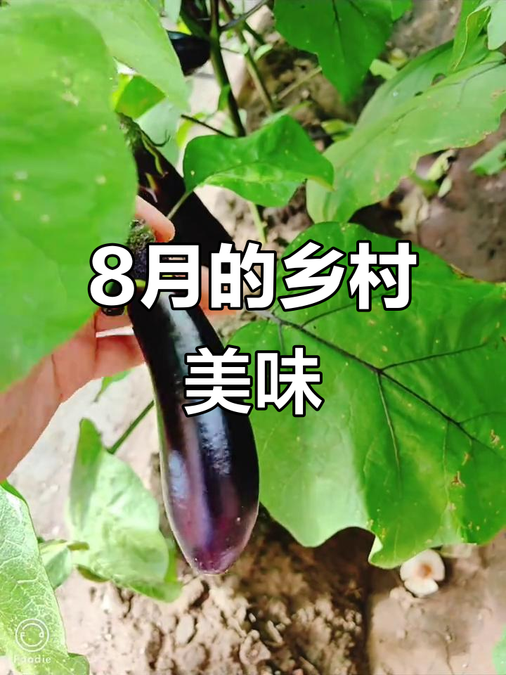 8月农村美食大揭秘:韭菜、香菜、柿子都能吃!