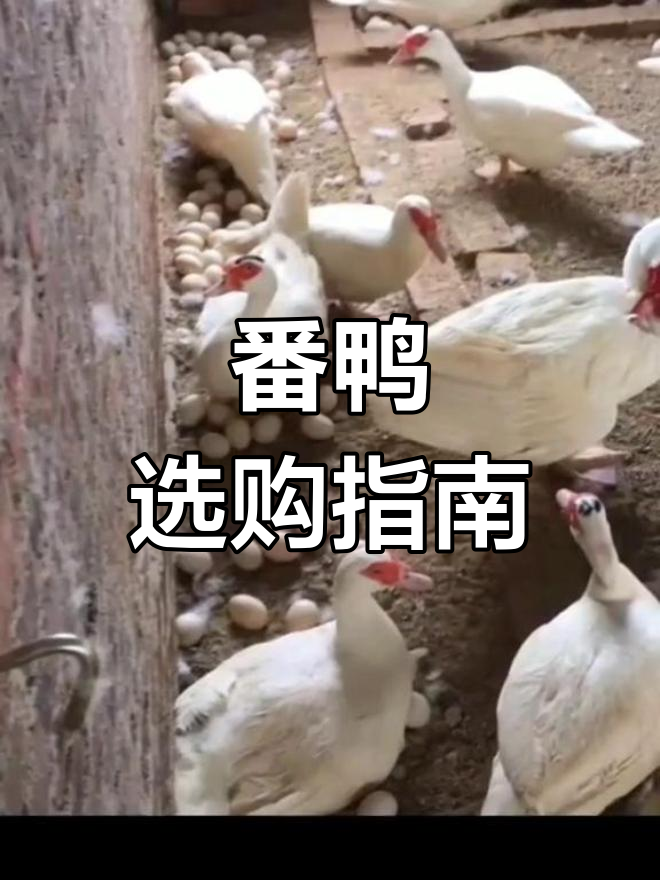 番鸭公母价格不同,煲汤干煸皆宜