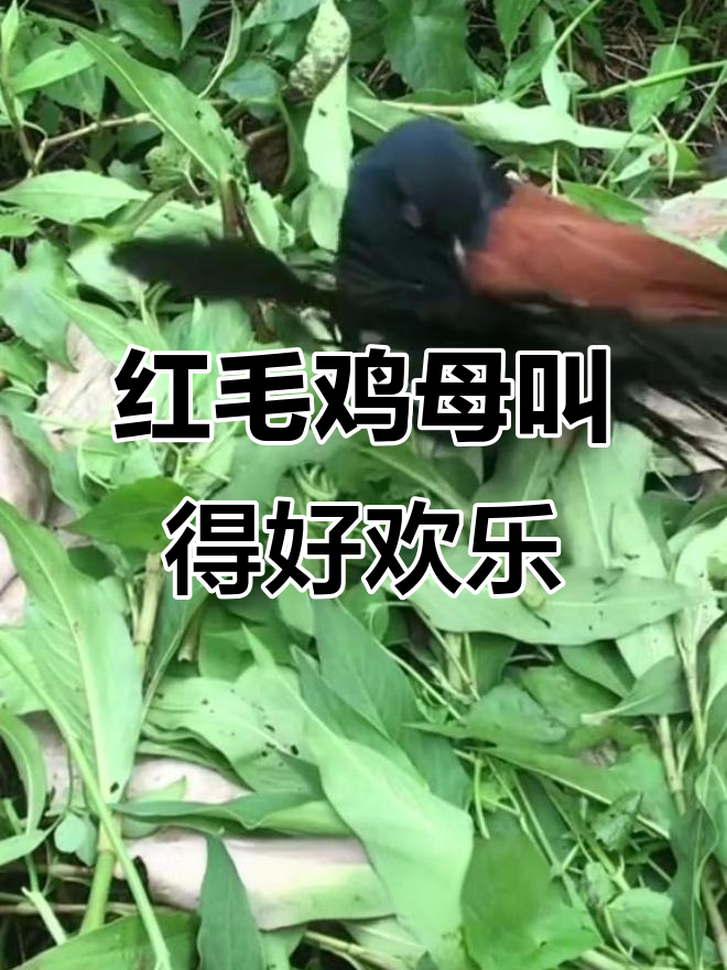 红毛鸡母的搞笑叫声，太有趣了！