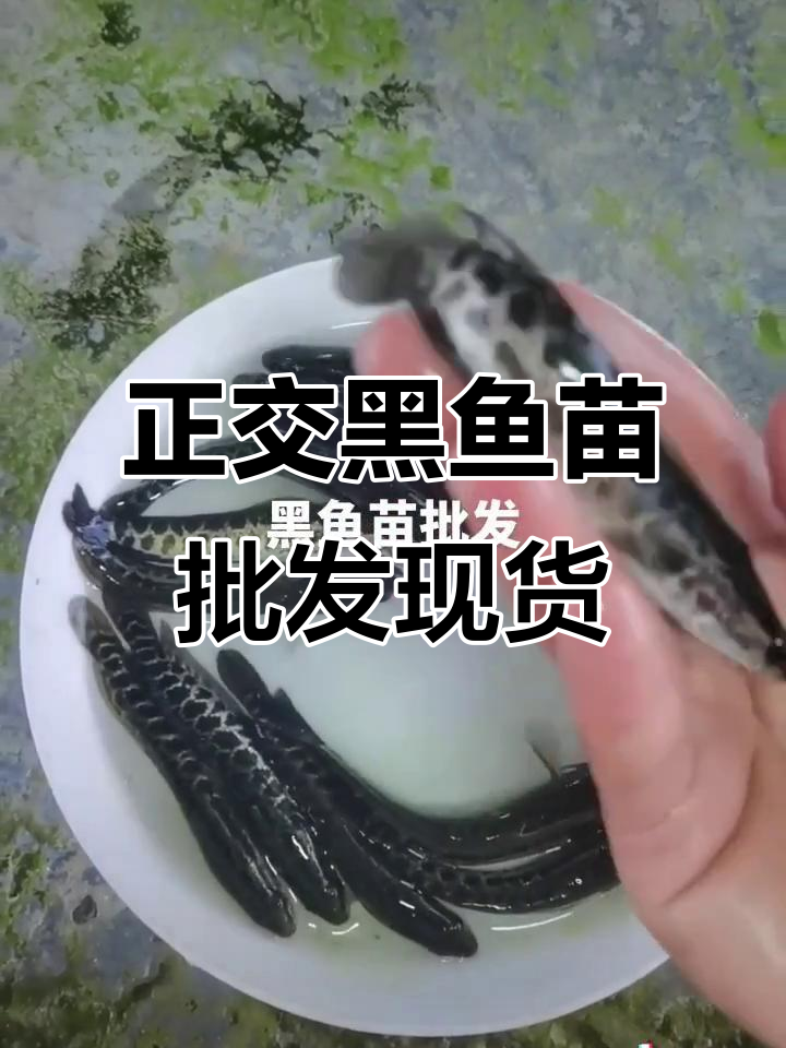 深圳东莞惠州广州鱼苗批发,正交黑鱼苗快速生长抗病强