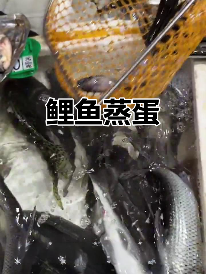 鲤鱼蒸蛋，营养满满的美味享受