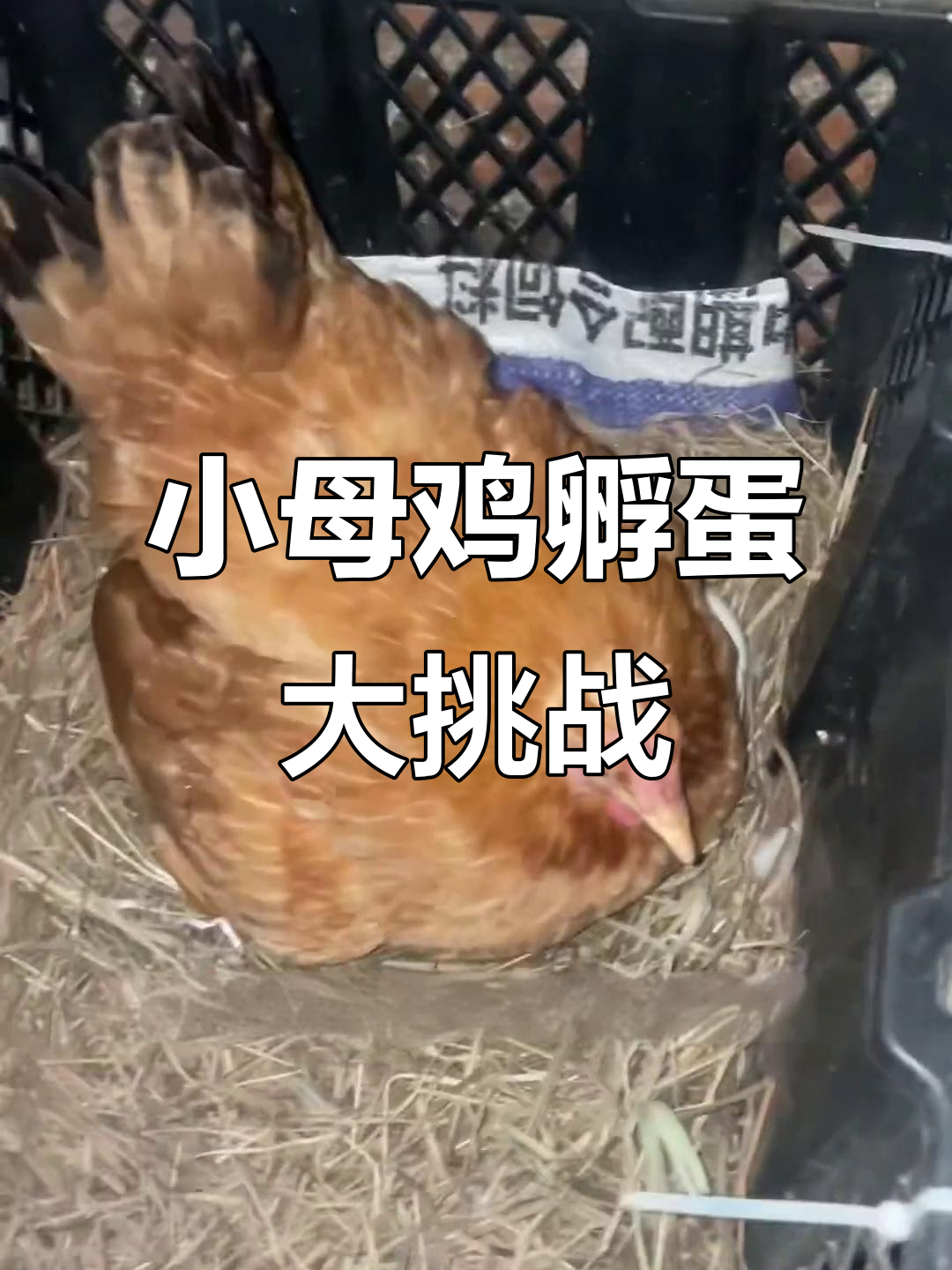 一只不到一斤半的鸡能孵化18个鸡蛋,挑战能否成功?