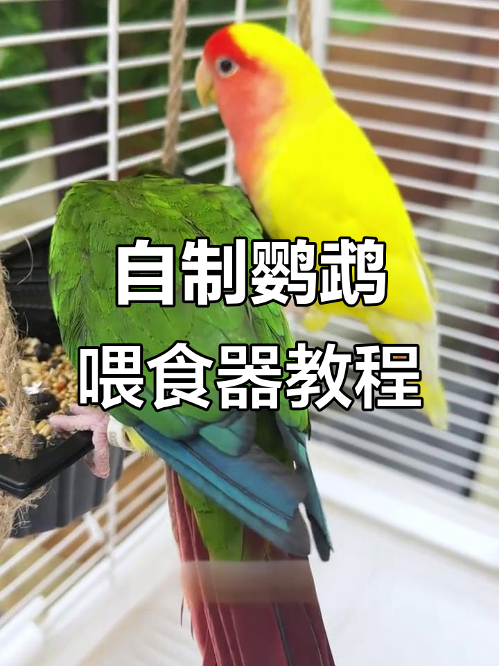 利用废料DIY鹦鹉喂食器,简单又实用