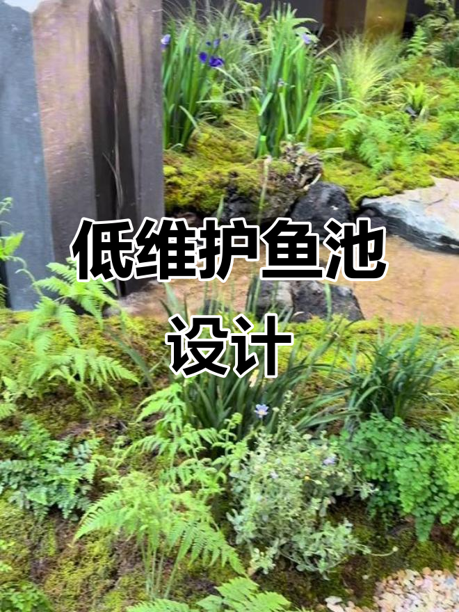 低维护小鱼池设计,轻松解决庭院烦恼