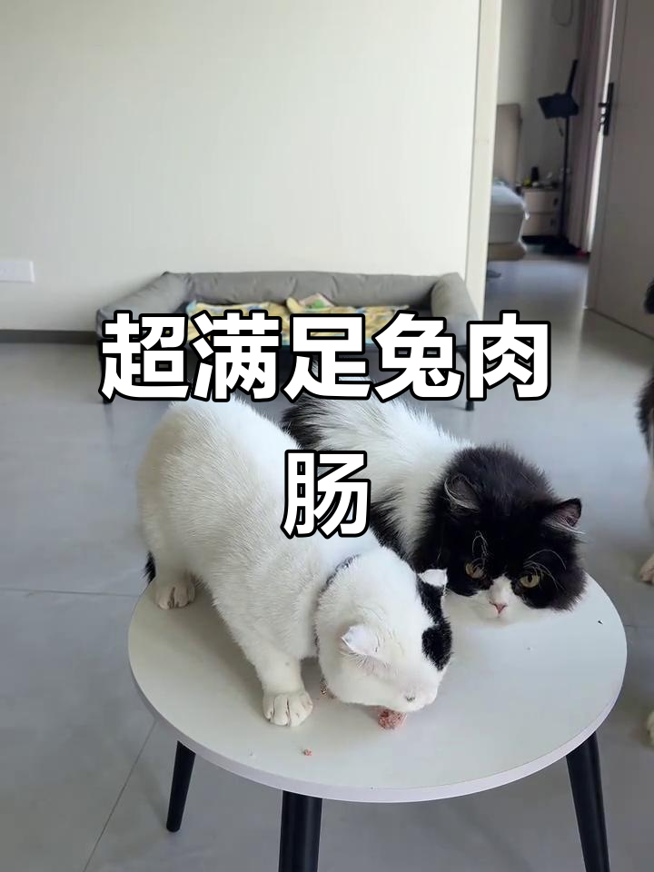 兔肉蔬菜肠,营养满满,萌宠超爱!
