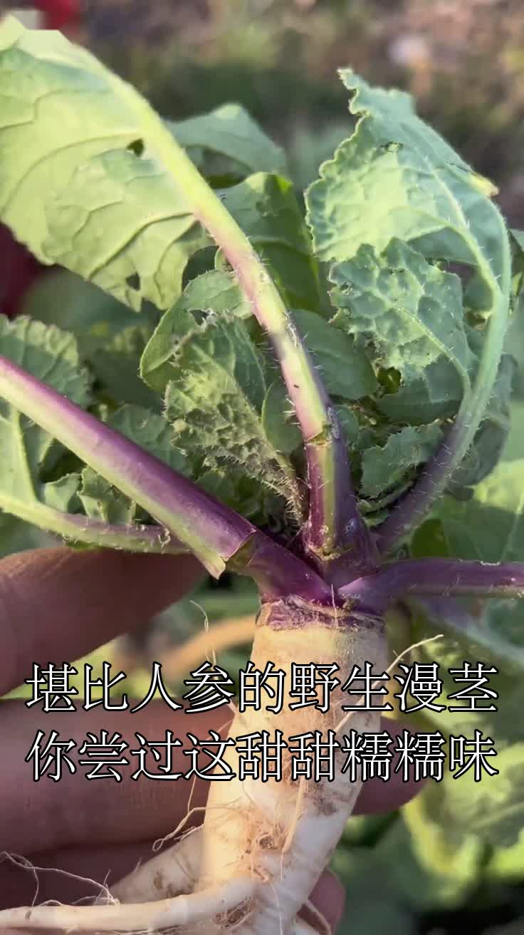 堪比人参的野生漫茎你尝过这甜甜糯糯味