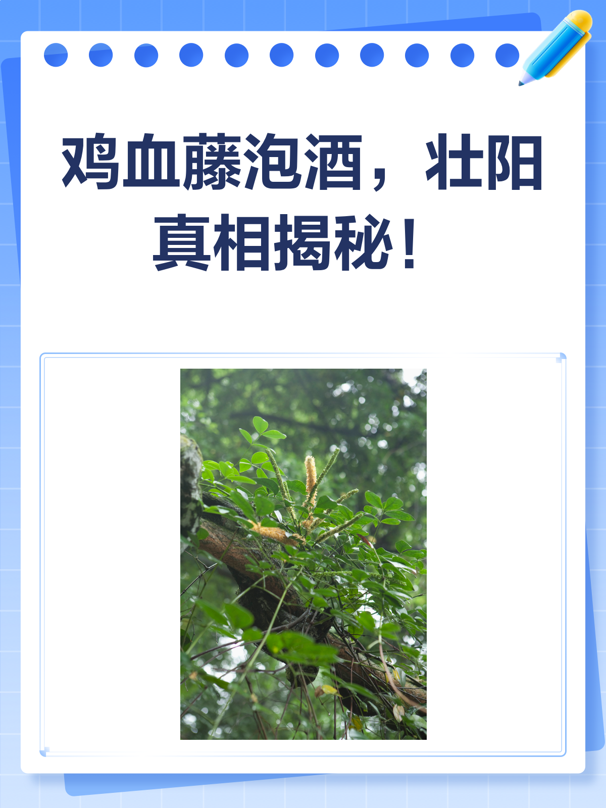 鸡血藤泡酒,壮阳传说还是确有实效?