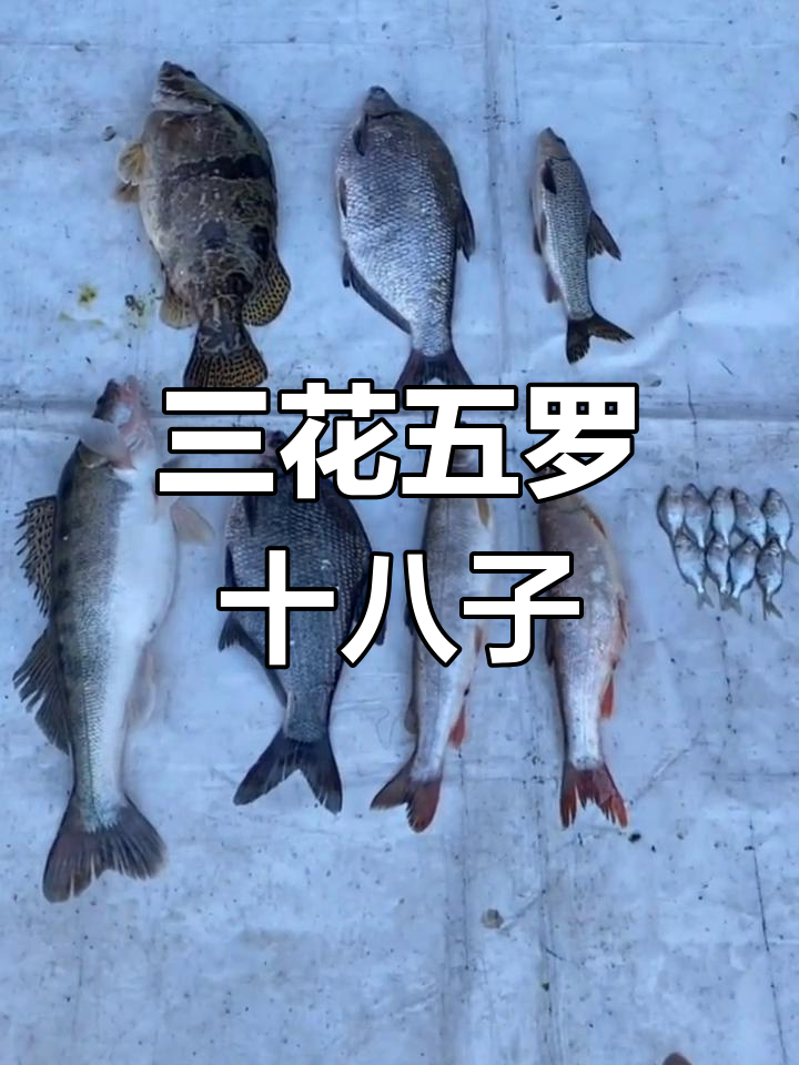 黑龙江最名贵的八种江鱼