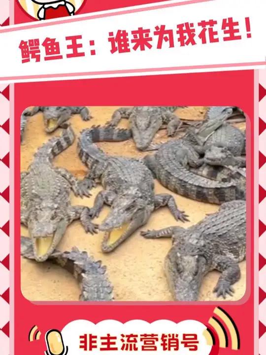 鳄鱼王:你到底要我怎样!鳄鱼 养殖鳄鱼 鳄鱼酒 搞笑 万万没想到