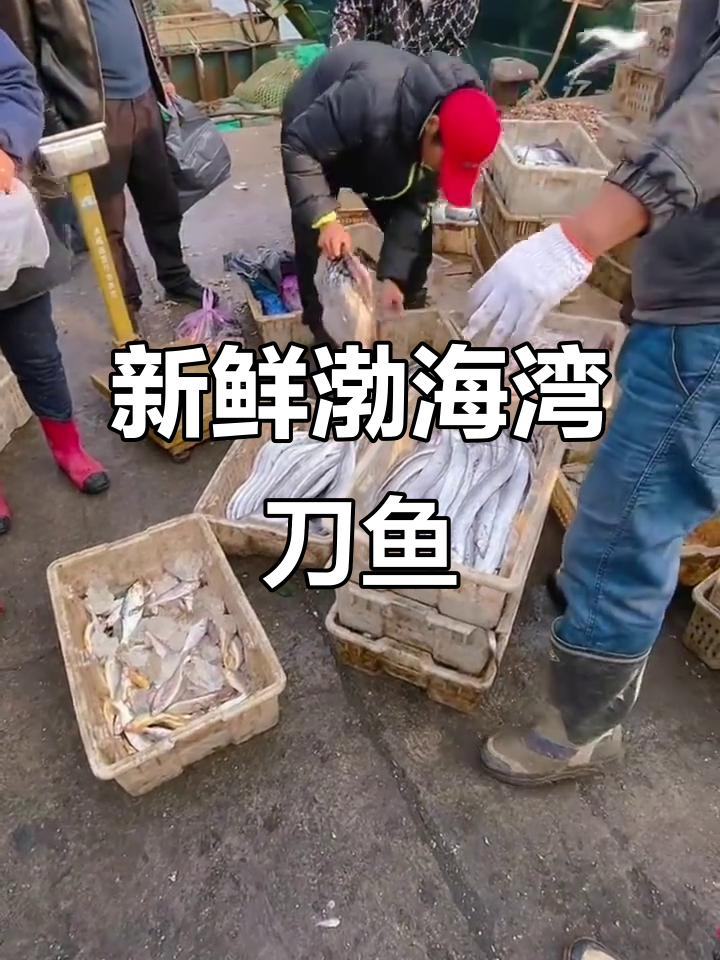 渤海湾刀鱼新鲜出炉,渔民直击现场挑货!