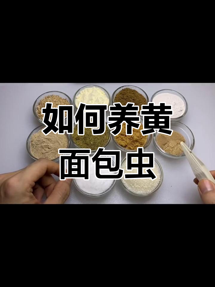 面包虫养殖全攻略
