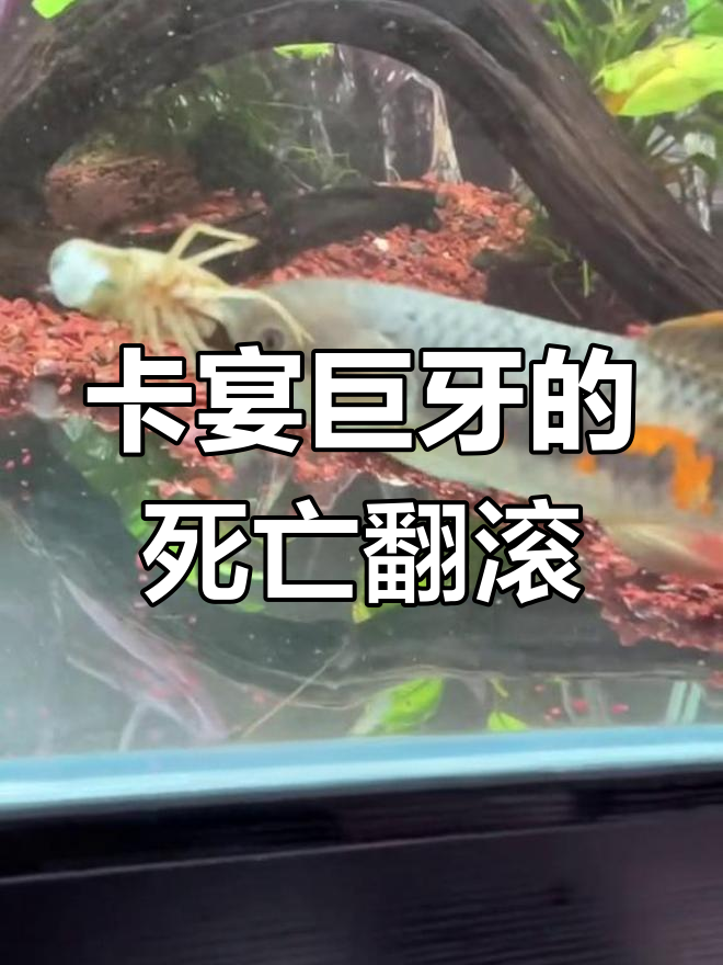 卡宴巨牙吃小龙虾,死亡翻滚大揭秘