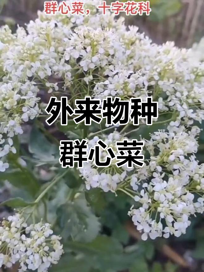 辽宁新疆常见入侵植物,群星菜如何影响环境