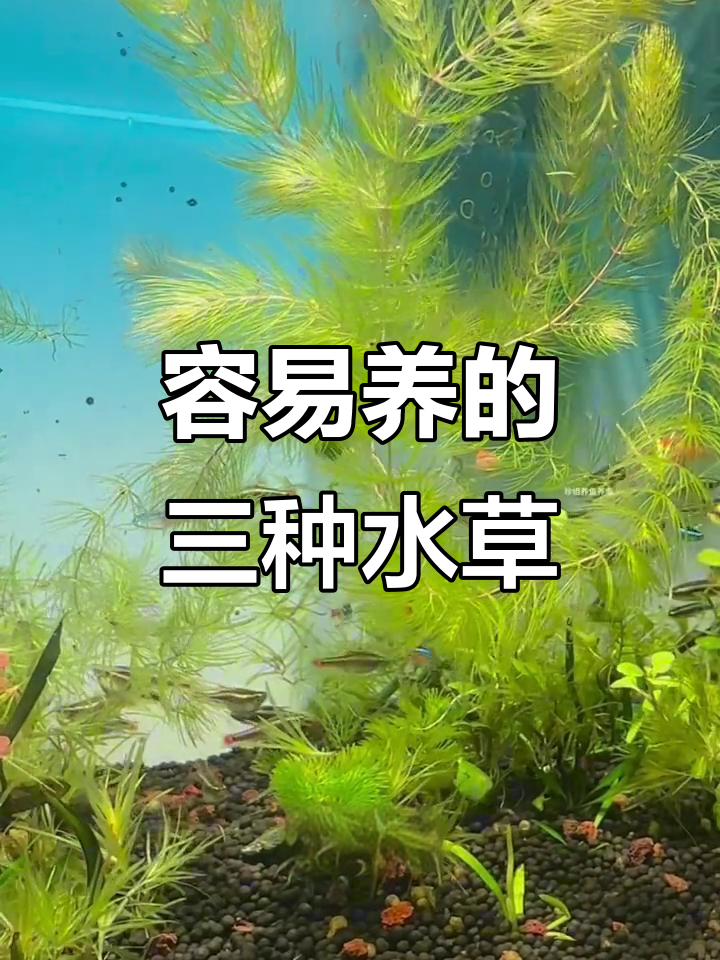 三种最适合新手养的水草,轻松打造鱼缸绿植景观
