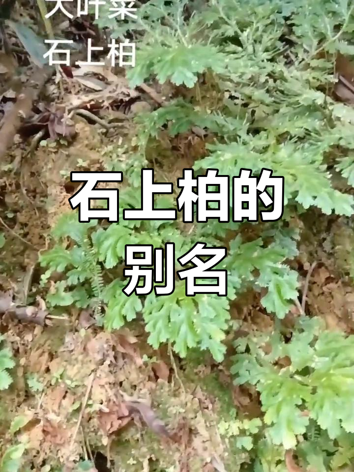大叶菜与石上柏:多种别名的草本植物