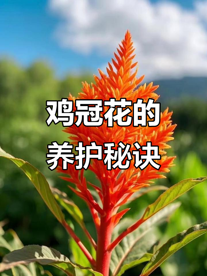 鸡冠花喜干燥,土壤疏松排水好,适度浇水修剪残花