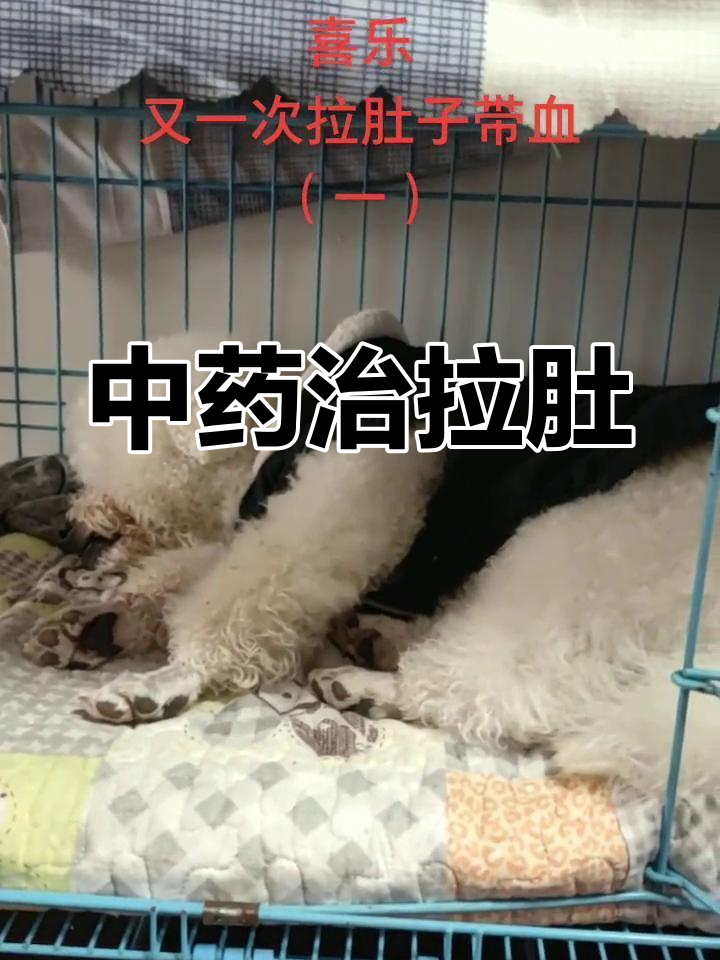 喜乐受凉拉肚子,中药粉缓解症状