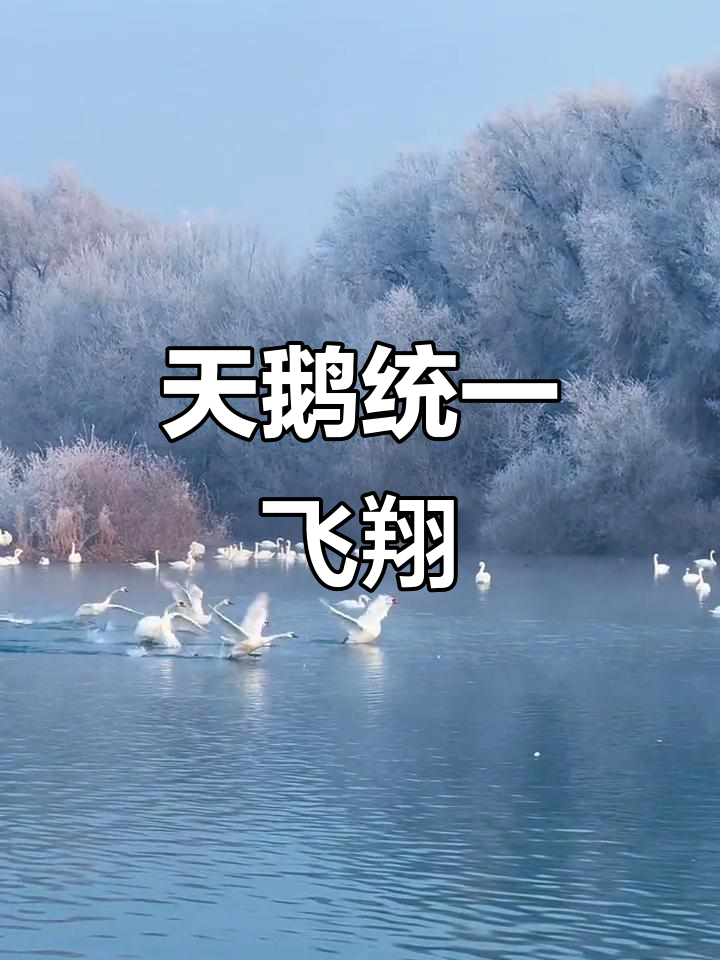 新疆天鹅起飞,整齐划一震撼来袭