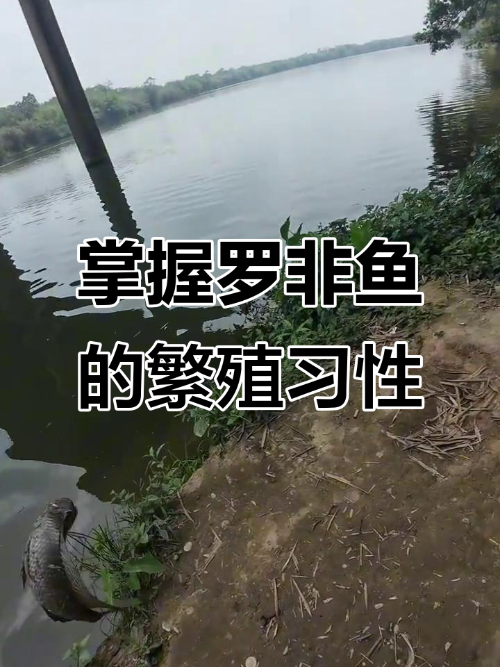 罗非鱼繁殖期路亚技巧,轻松钓获幼鱼