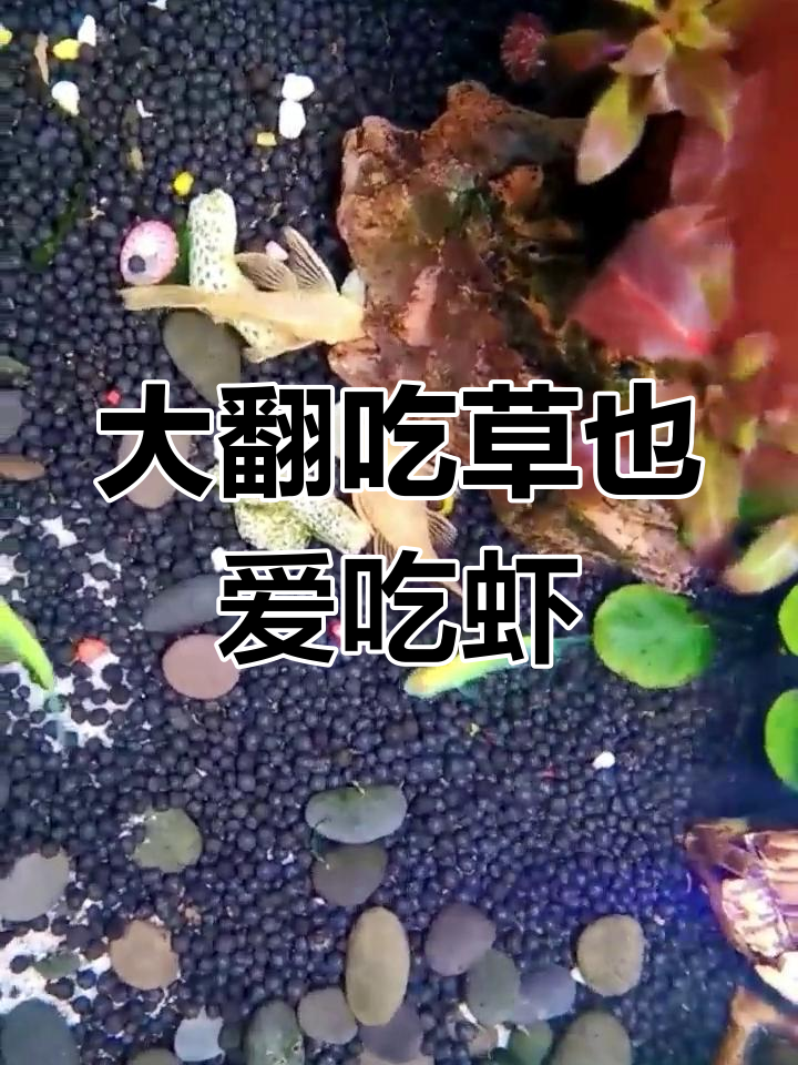 黄金大帆鱼缸清洁工,素食与丰年虾的诱惑