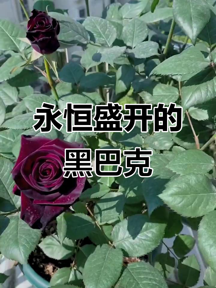黑巴克玫瑰:天鹅绒般的梦幻之花,四季常开