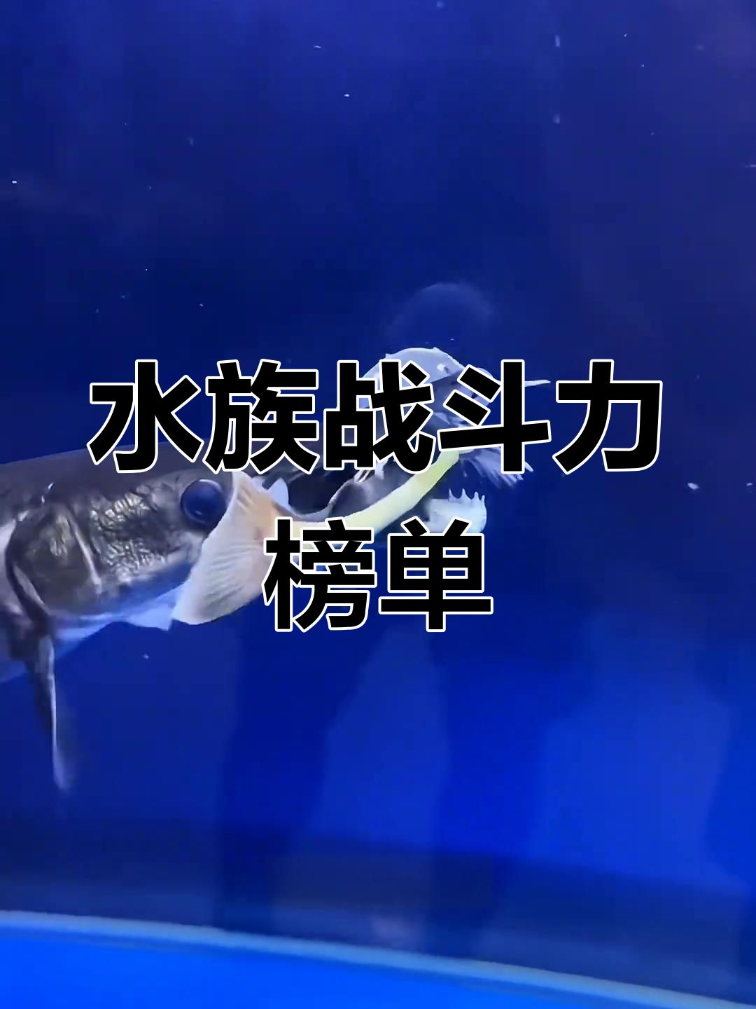 观赏鱼最强战力排行,谁是水中霸主!