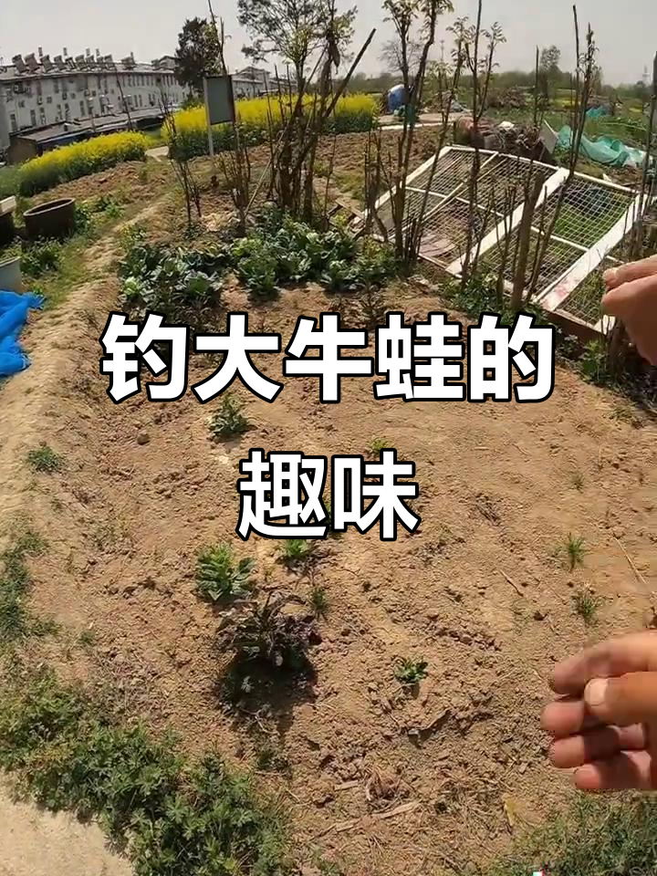 牛蛙叫声太搞笑,钓鱼的乐趣只有钓鱼人懂
