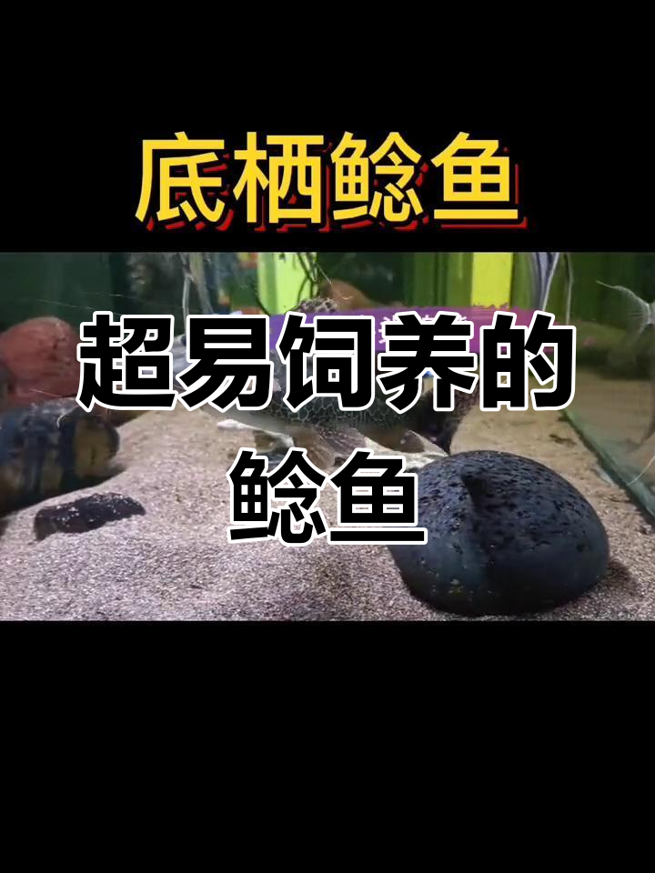 底漆鲶鱼:超耐养,肉食性强,适合混养的观赏鱼类