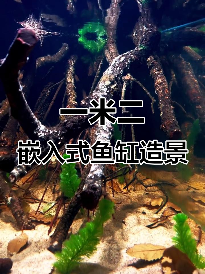 2025年全新黄梨木造景，一米二嵌入式鱼缸惊艳登场！
