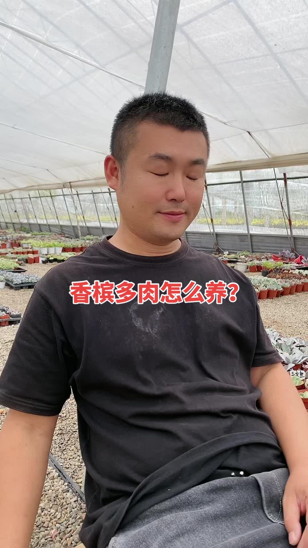 香槟多肉,日常养护,怎么才能轻松出状态。多肉植物 爱生活爱养花 花卉绿植