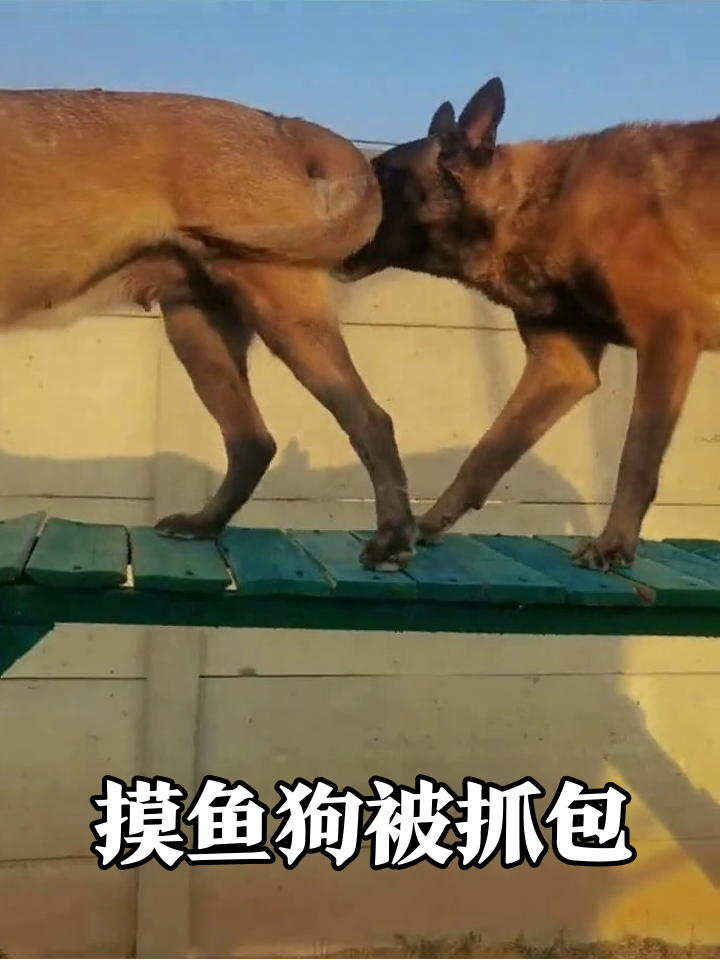 狗子特训大型摸鱼现场:一只站军姿一只划水,教练气到跺脚