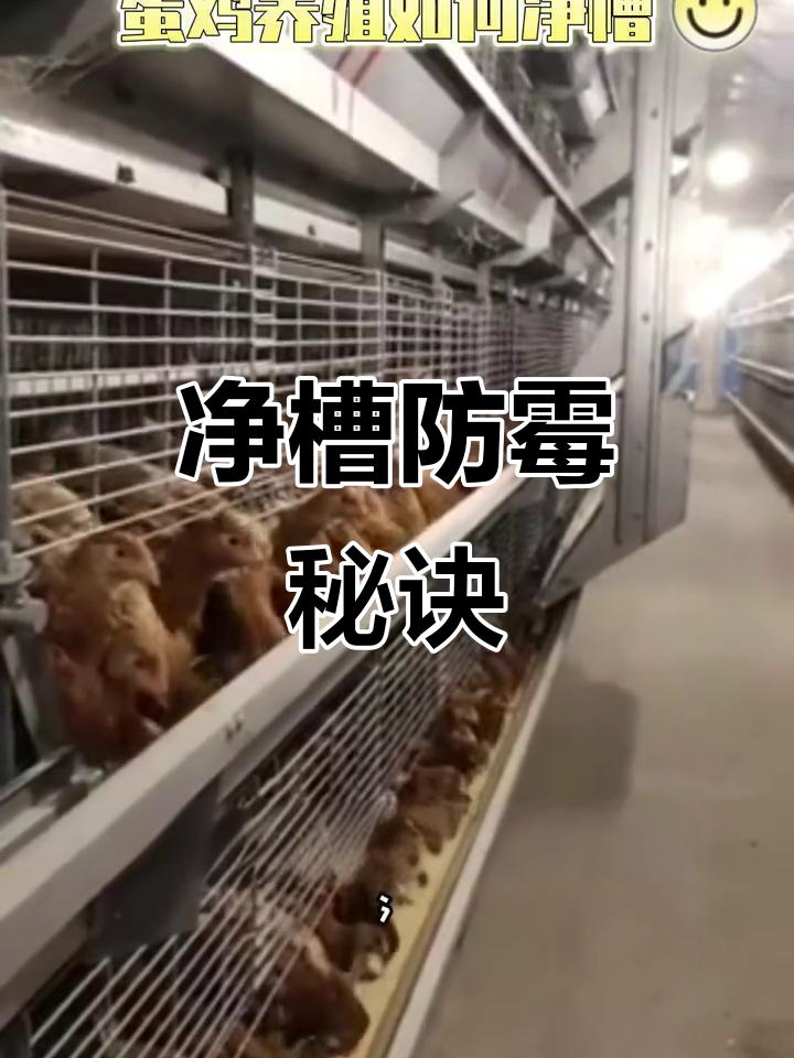 净槽操作能有效预防霉菌毒素,蛋鸡养殖必备技巧