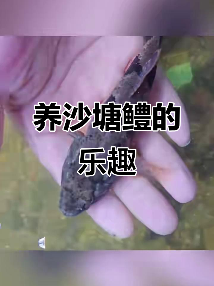 沙塘鳢:淡水食肉鱼,养鱼的乐趣与挑战