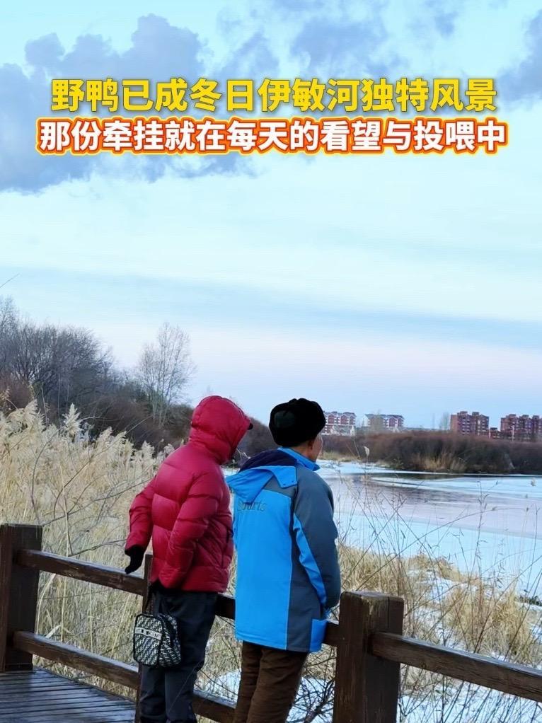 野鸭能否过冬,让人牵肠挂肚。生态环境 野鸭子
