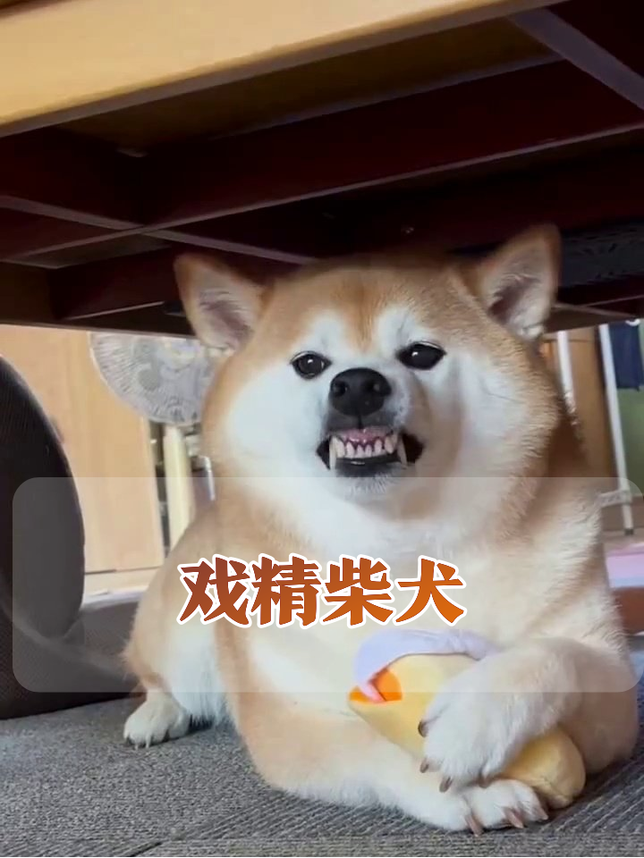 柴犬一秒切换表情包,龇牙凶相秒变微笑天使
