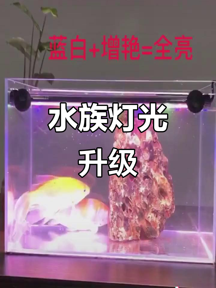 LED三基色水族灯,节能增彩,适合小型鱼缸照明