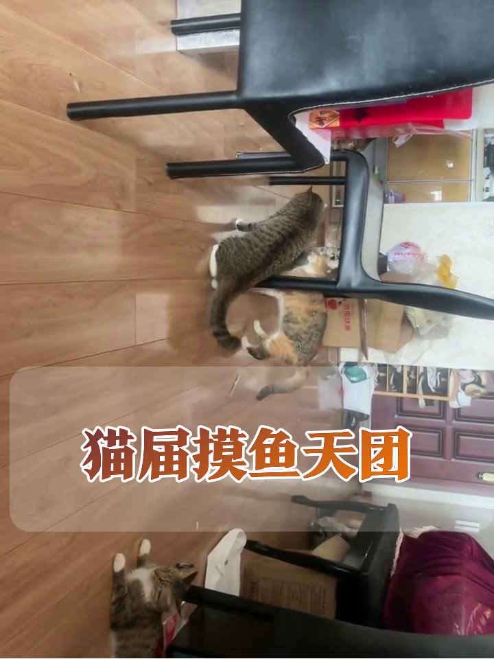 猫咪开大会秒变摸鱼现场，躺平摆烂姿势笑翻网友