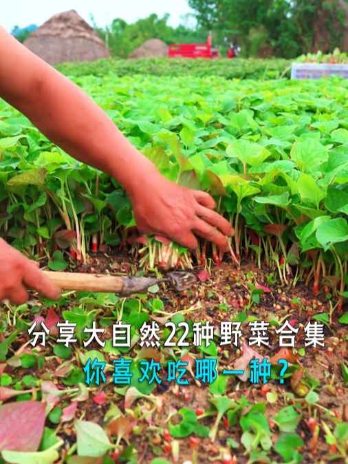 分享大自然22种野菜大合集，你喜欢吃哪一种呢？