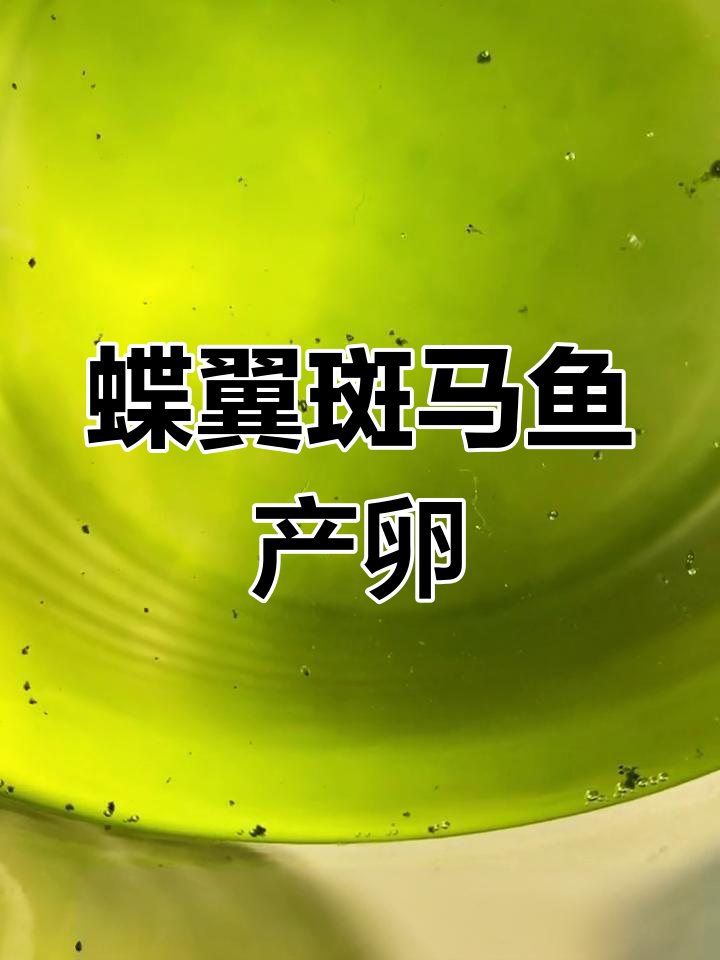 蝶翼斑马鱼繁殖过程揭秘:产卵与亲鱼隔离