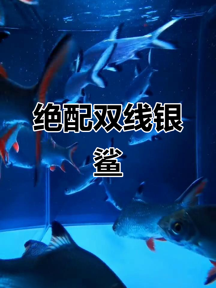 双线银鲨搭配，养鱼更安心