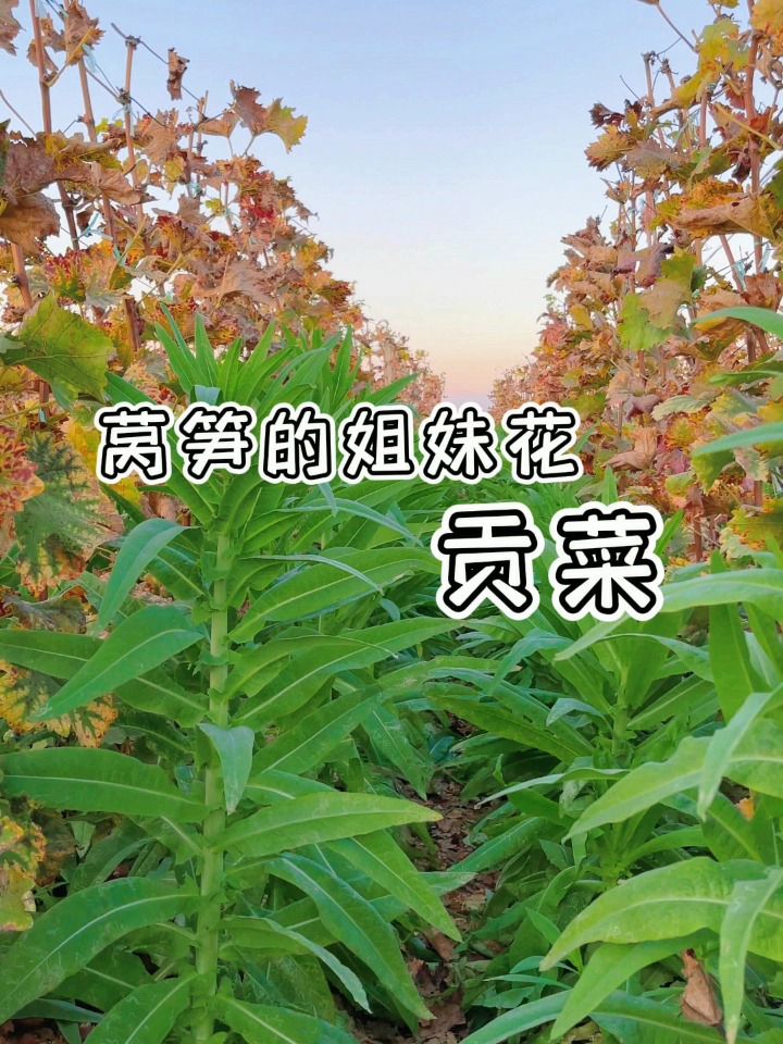 农田里的新鲜贡菜长这样~