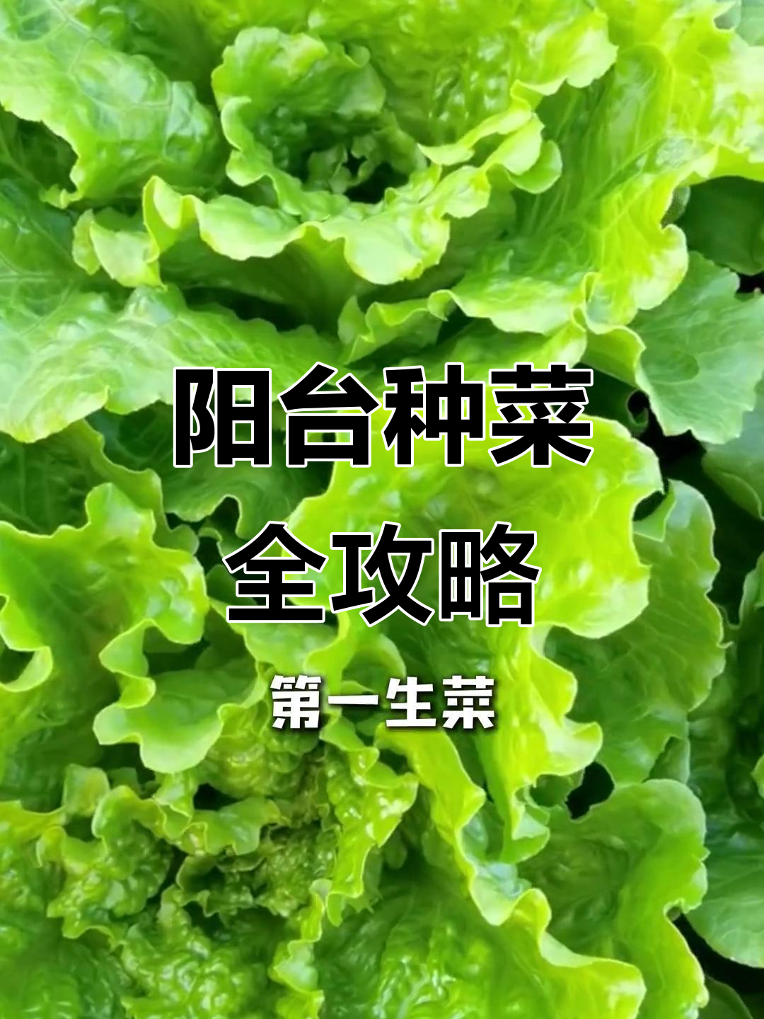 阳台种菜,轻松实现蔬菜自由!这些品种最适合家庭种植