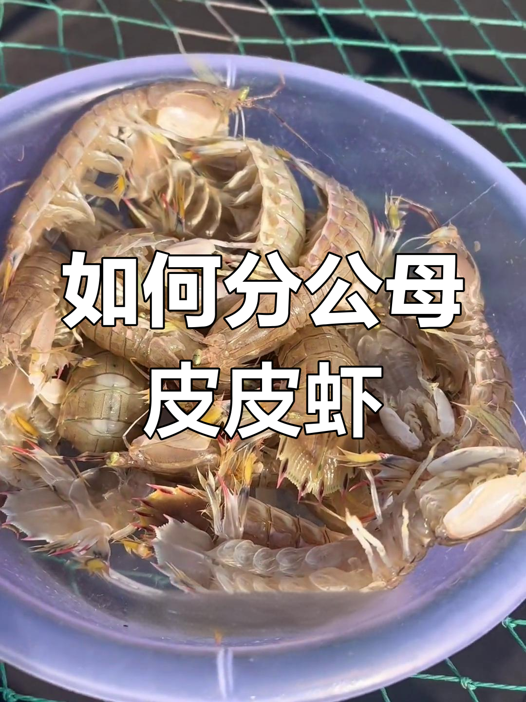 皮皮虾公母辨别技巧,轻松掌握