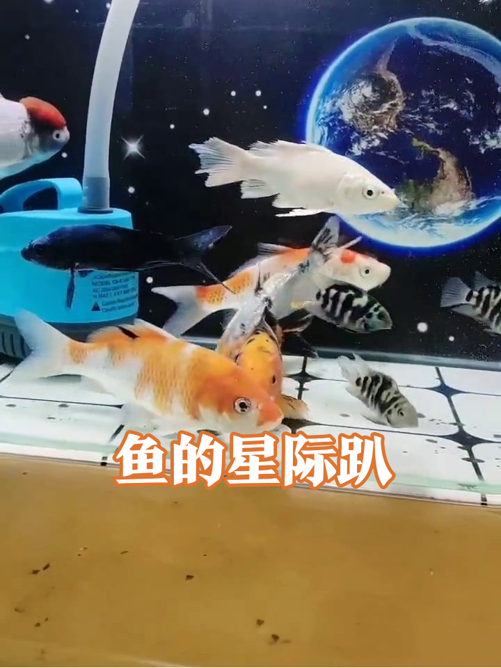 鱼缸惊现地球背景！鱼群上演太空漫游名场面